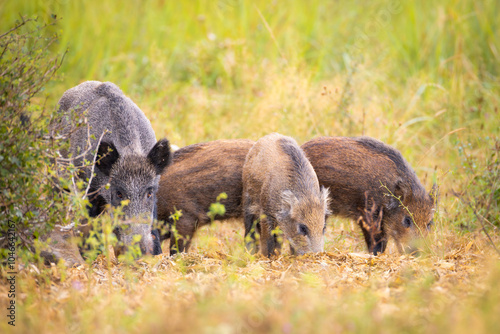 Family of wild boar, sus scrofa,s with young piglets on summer meadow. 