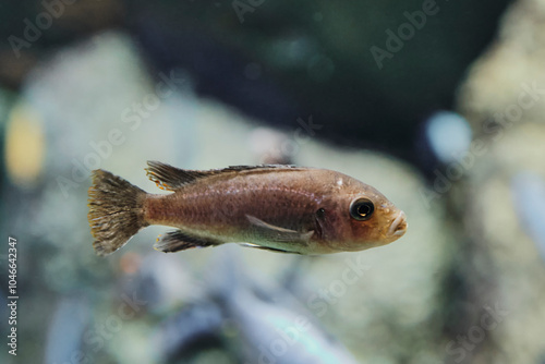 Close-up of female Haplochromis,rare African cichlid species from Lake Malawi, swimming in aquarium.