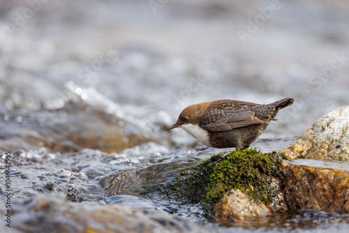 White-throated dipper, ( Cinclus cinclus ) sitting on a stone in the river. Black brown white bird in the water. photo