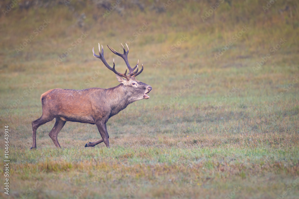 Fototapeta premium Red Deer (Cervus elaphus) stag roaring in a meadow during the rutting season.