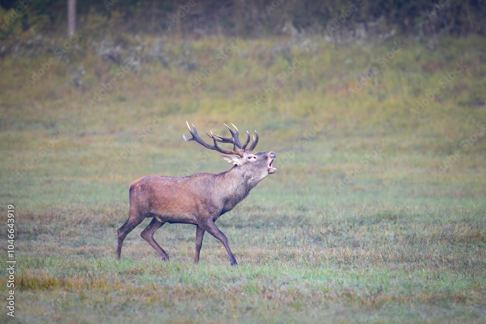 Fototapeta premium Red Deer (Cervus elaphus) stag roaring in a meadow during the rutting season.