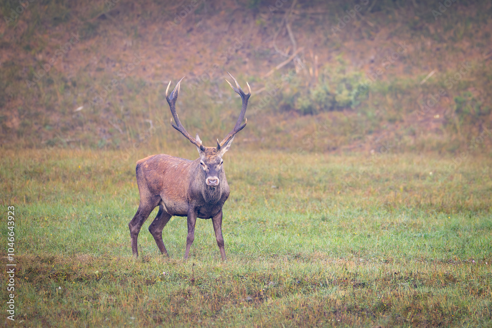 Fototapeta premium Red Deer (Cervus elaphus) stag roaring in a meadow during the rutting season.