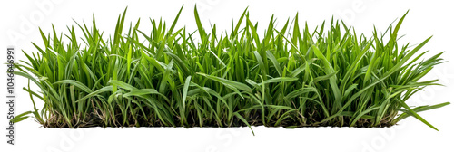 A patch of short, thick buffalo grass, isolated on transparent background, PNG file, perfect for lawn and pasture settings photo