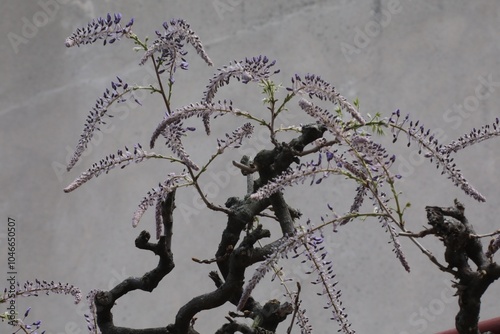 fleurs de wisteria sinensis (Glycine)