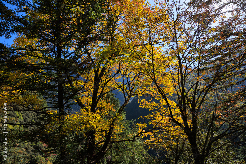 Beautiful autumn forest landscape in the morning Beautiful autumn forest landscape in the morning