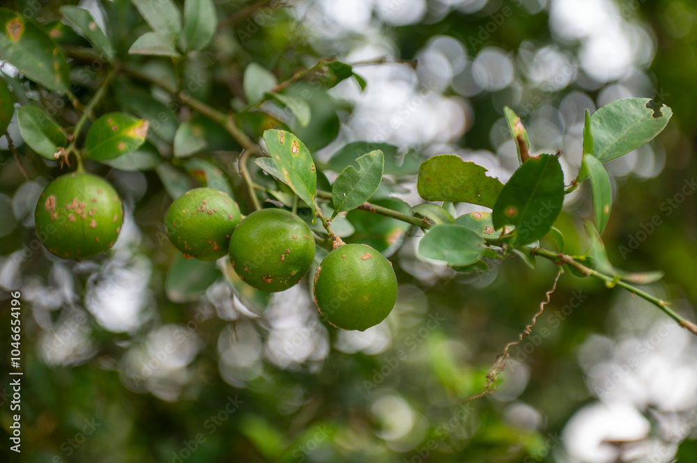 Jaunpur , India -9 October 2024 Wild Lemon Tree with green Lemons Citrus Diseases on Lemon Fruit at Jaunpur Uttar Pradesh India Jaunpur , India -9 October 2024 Wild Lemon Tree with green Lemons Citrus Diseases on Lemon Fruit at Jaunpur Uttar Pradesh India