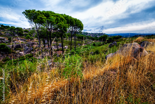 Pinos tras la maleza