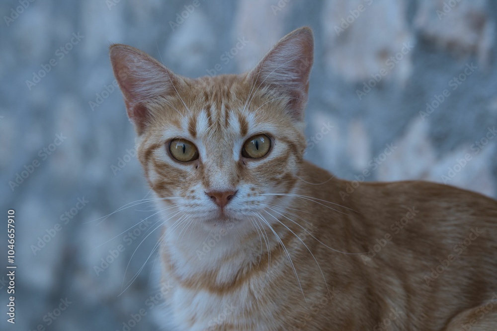 Fototapeta premium Ginger Cat Close-Up with Stone Wall Background