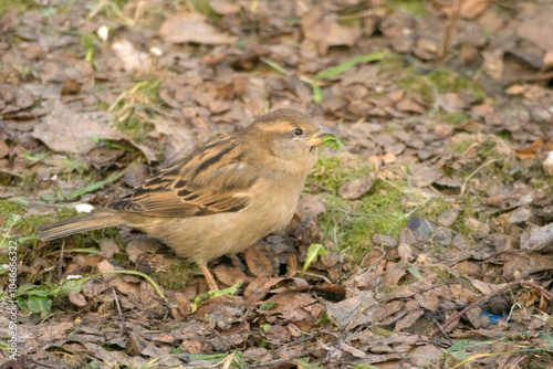 sparrow on the ground in spring