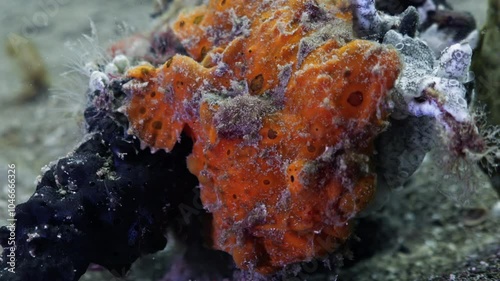 Frog Fish in Close up Shot on the Black Sand, muck dive - Bunaken and Siladen Reef, in the North Sulawesi in Indonesia photo