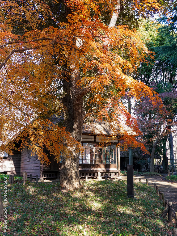 Naklejka premium 蘆花恒春園 徳冨蘆花旧宅付近の紅葉(東京都世田谷区)