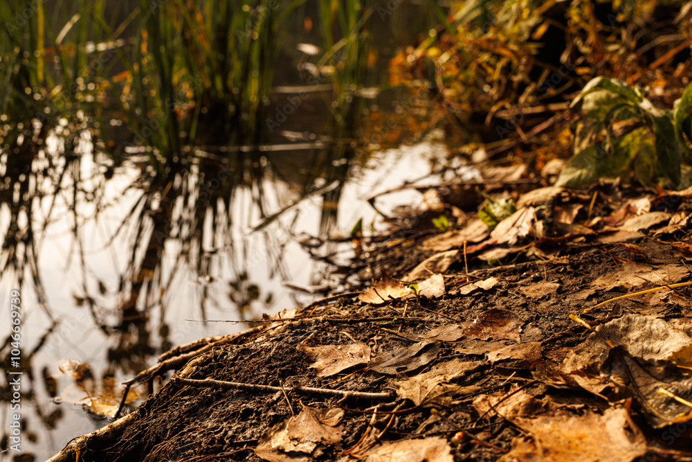 Golden autumn leaves scattered along the muddy bank of a serene pond reflecting soft light. Golden autumn leaves scattered along the muddy bank of a serene pond reflecting soft light.
