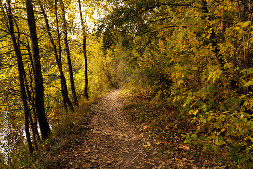 Walk along a peaceful trail lined with brilliant autumn foliage, basking in warm golden hues and nature's embrace.