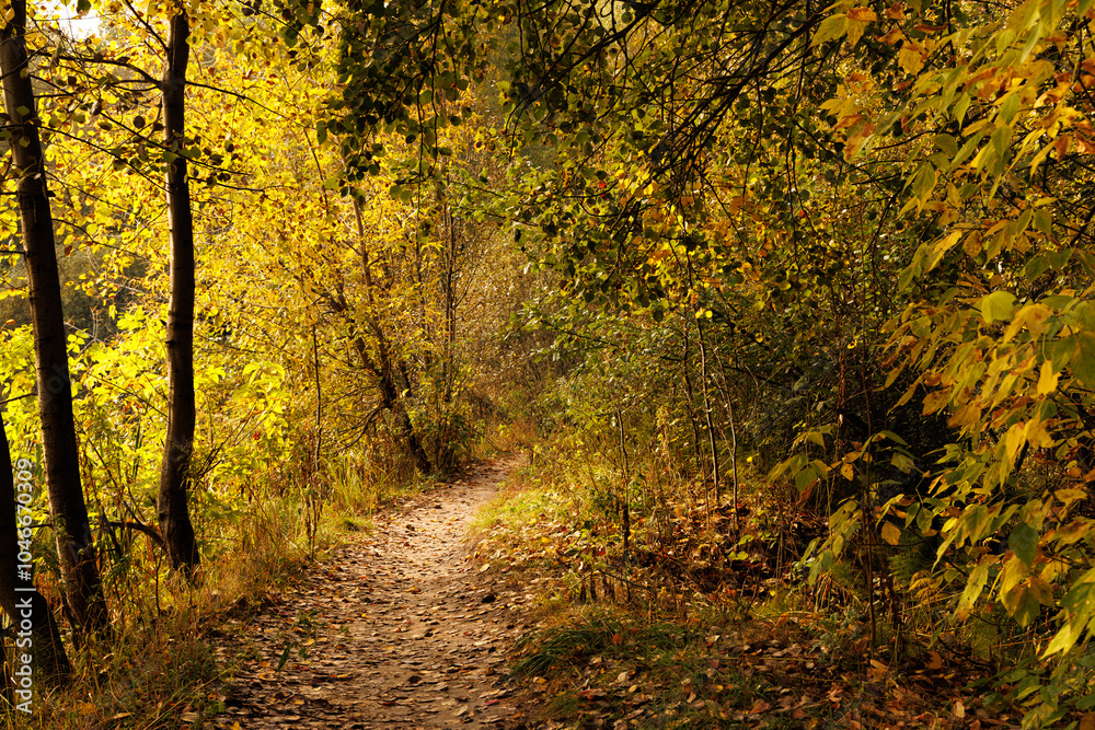 Obraz premium Winding through a peaceful forest, a path covered in vibrant autumn leaves invites leisurely strolls and reflection.