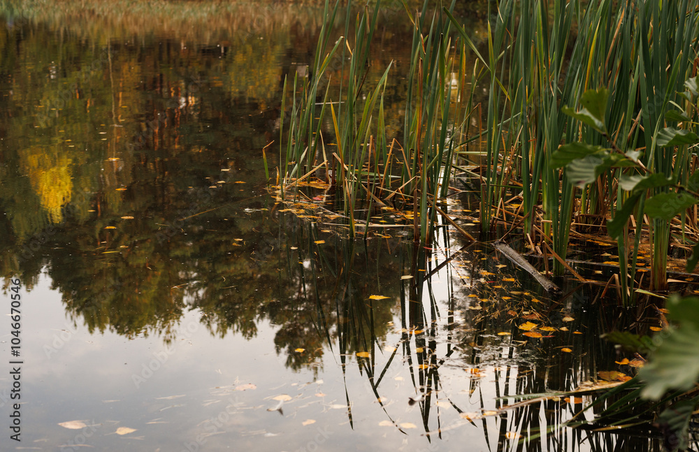 Golden leaves drift on the water's surface, surrounded by vibrant foliage, creating a peaceful autumn retreat. Golden leaves drift on the water's surface, surrounded by vibrant foliage, creating a peaceful autumn retreat.