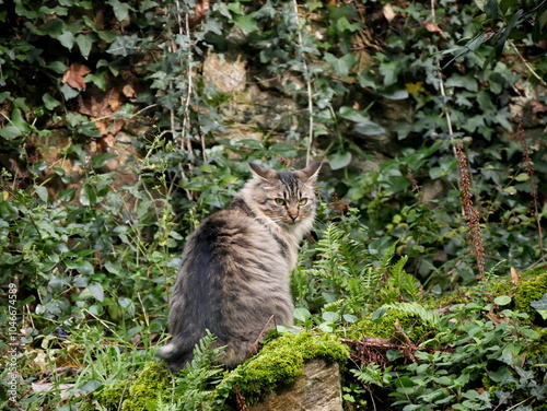 Tabby cat sitting outdoor in garden, looking at the camera. 