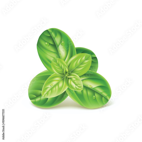 green basil leaf isolated on white background.