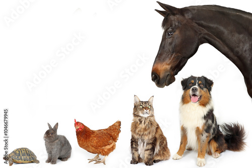 varied group of animals with a horse a tortoise a hen a rabbit a cat and a dog 