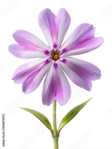 Pink , red , purple and white Creeping Phlox flower isolated on white backround 