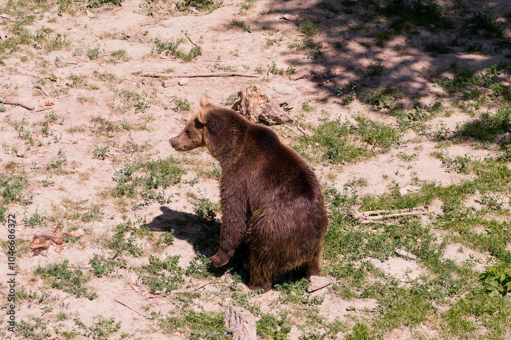 Fototapeta premium Majestic Grizzly Bear Standing in a Natural Habitat
