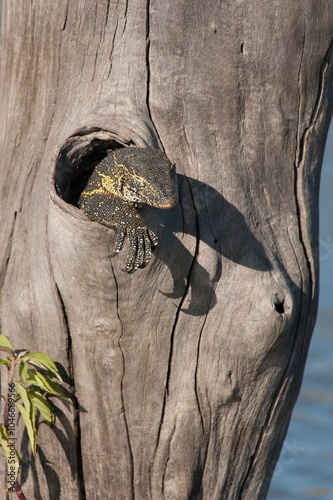 Nile monitor sitting in hole in tree