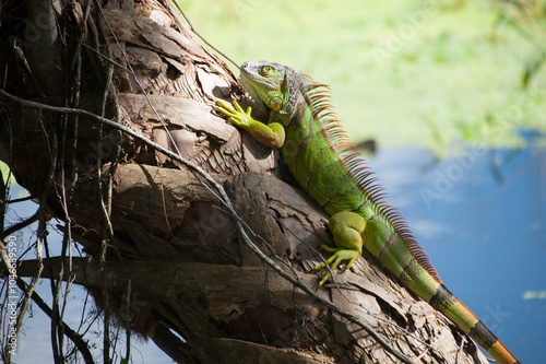 Green iguana sitting on tree
