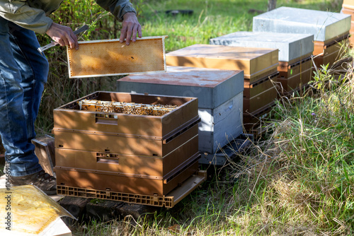 Apiculture - Apiculteur tenant un cadre de cire au dessus d'une ruche, lors d'une visite sanitaire et inspection des ruches. photo