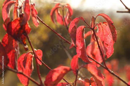 Red leaves on a branch of Cornus sanguinea, the common dogwood or bloody dogwood in the autumn forest. Shallow depth of field.