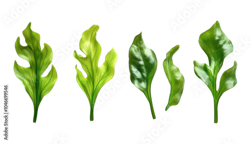 Obraz na płótnie Seaweed algae isolated on a transparent background PNG w salonie