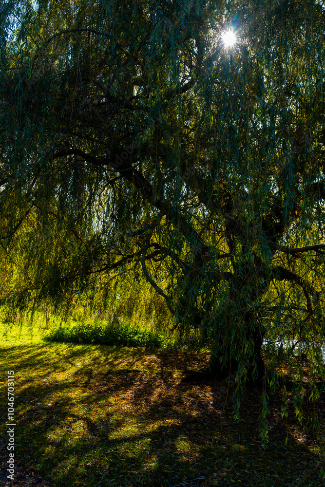 Fototapeta premium autumn in the park sun shining through a willow tree