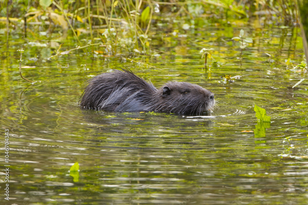cute coypu from the side, cute nutria swimming in the water, nutria looking up, cute coypu in the lake between reeds cute coypu from the side, cute nutria swimming in the water, nutria looking up, cute coypu in the lake between reeds