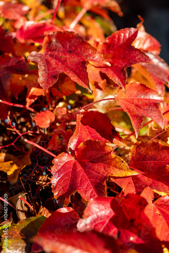 Red and yellow maple leaves in autumn