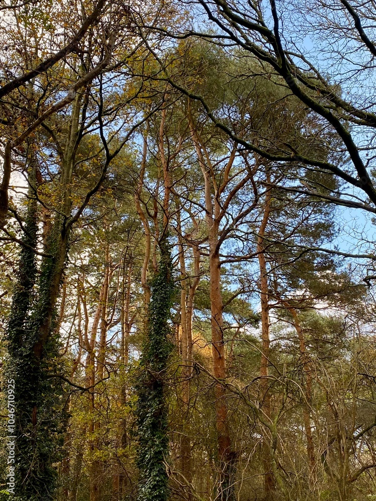 Tall Trees in a Forest with Ivy-Covered Trunks Tall Trees in a Forest with Ivy-Covered Trunks