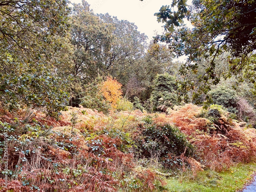 Autumn Foliage in a Dense Forest with Vibrant Colors Autumn Foliage in a Dense Forest with Vibrant Colors