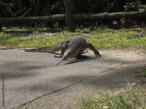 Malayan Water Monitor Lizard in Singapore