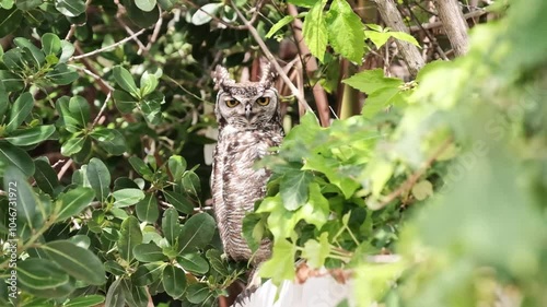 A spotted eagle owl sitting on a wall between Milkwood tree branches in South Africa looking directly at the camera and blinking photo