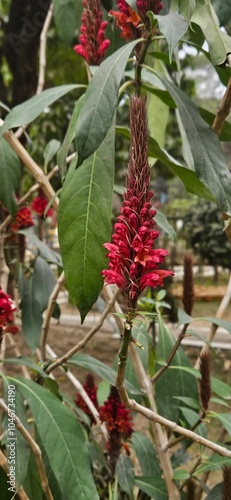 Phlogacanthus thyrsiformis - Red flower plant close up perspective