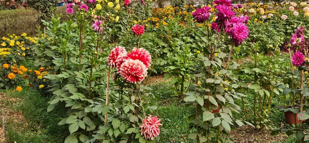 Naklejka premium Red and yellow flowers in garden landscape