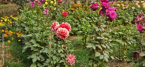 Red and yellow flowers in garden landscape