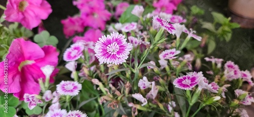 Dianthus plant flower, Pencil shaving flower close up perspective