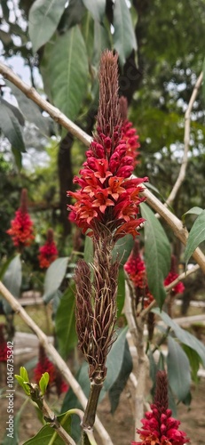 Phlogacanthus thyrsiformis - Red flower plant close up perspective