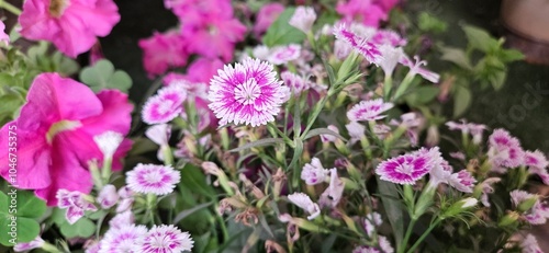 Dianthus plant flower, Pencil shaving flower close up perspective
