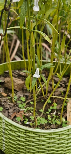 green garden small white flower plant
