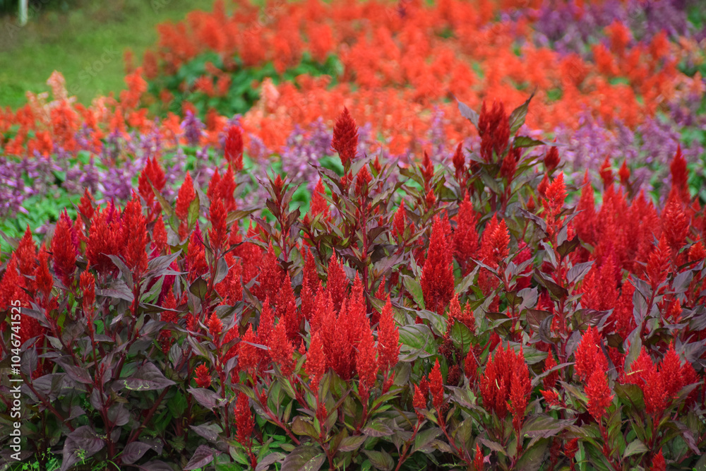 Red Celosia Plumosa flowers blooming in garden. Selective Focus Red Celosia Plumosa flowers blooming in garden. Selective Focus