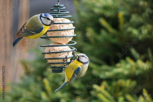 Winter garden scene with blue tit birds eating a fat ball.
