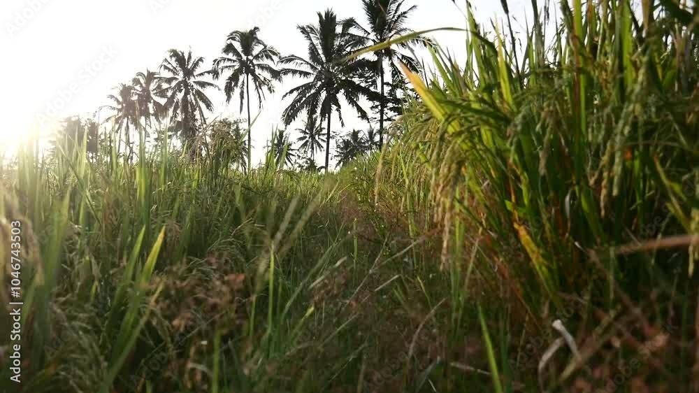 camera passes through rice plants with sunset panorama, sunlight between rice plants. walking among rice fields. camera passes through rice plants with sunset panorama, sunlight between rice plants. walking among rice fields.