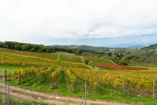 Les vignes sont plantées en Toscane a coté de la ville de sienne, Italie.