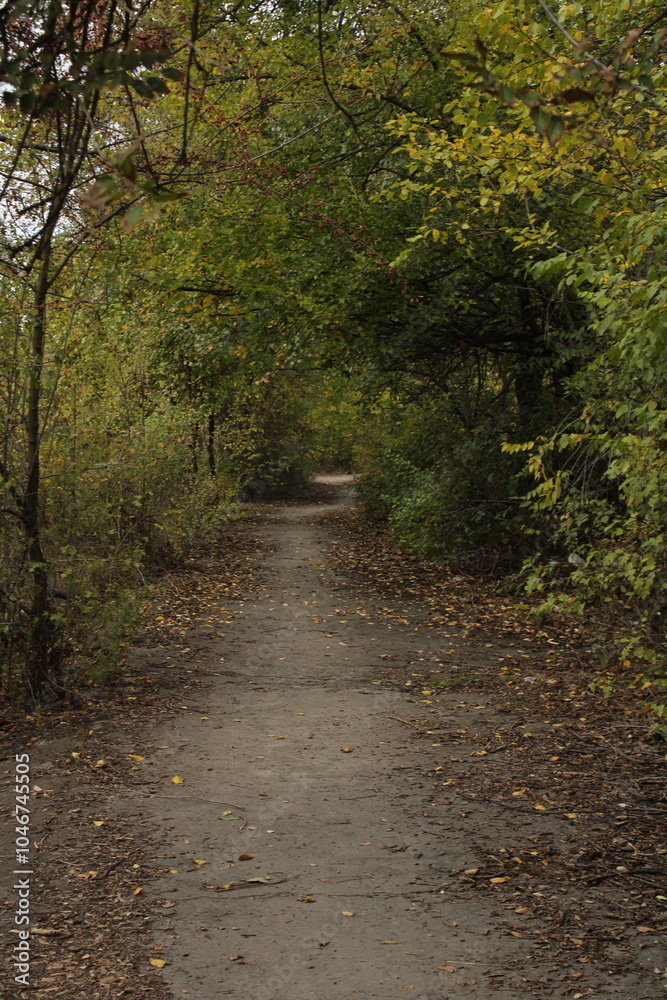 Fototapeta premium A forest path lined with trees and greenery.