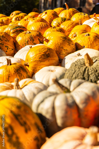 Close up photo of variety of pumpkins, pumpkin patch, gourd, autumn, fall, harvest, farm, Halloween, not AI generated photo