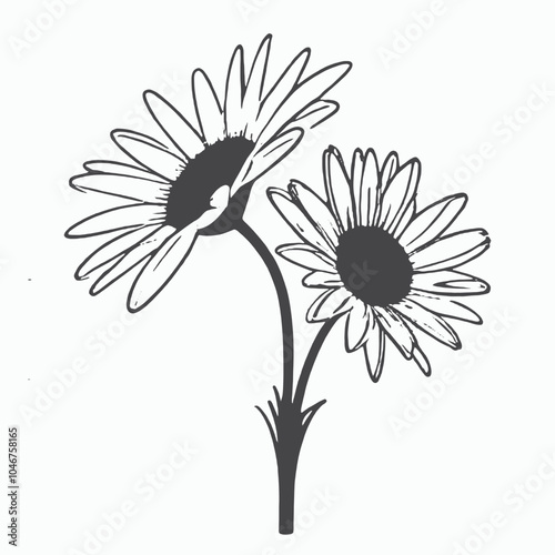 Three black and white daisy flowers with stems